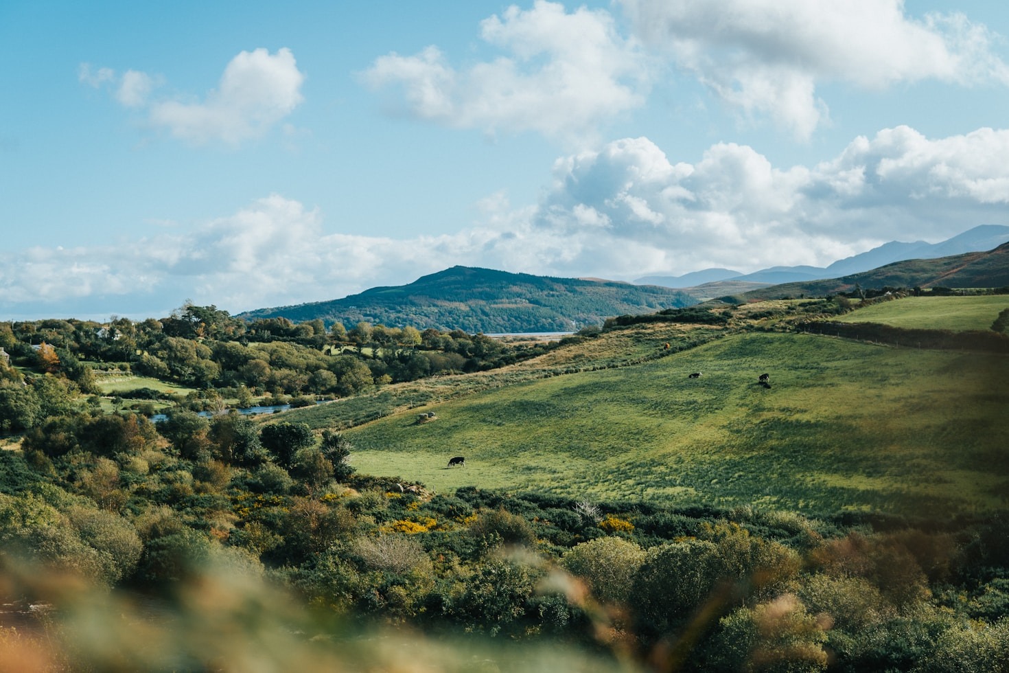 Visit the green pastures of Ireland - talk to Final Resurrection Ltd.
